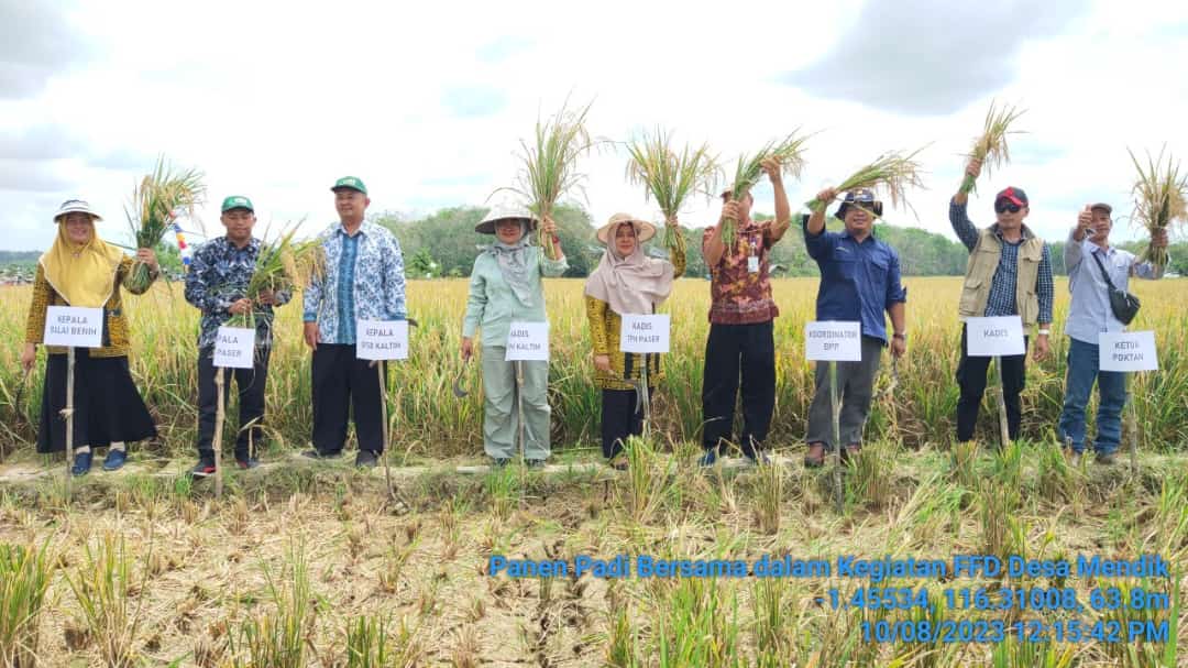 Dinas Tanaman Pangan Dan Hortikultura Kab. Paser  Panen Di Penangkar Benih Padi Krida Taka Desa Mendik Kecamatan Long Kali