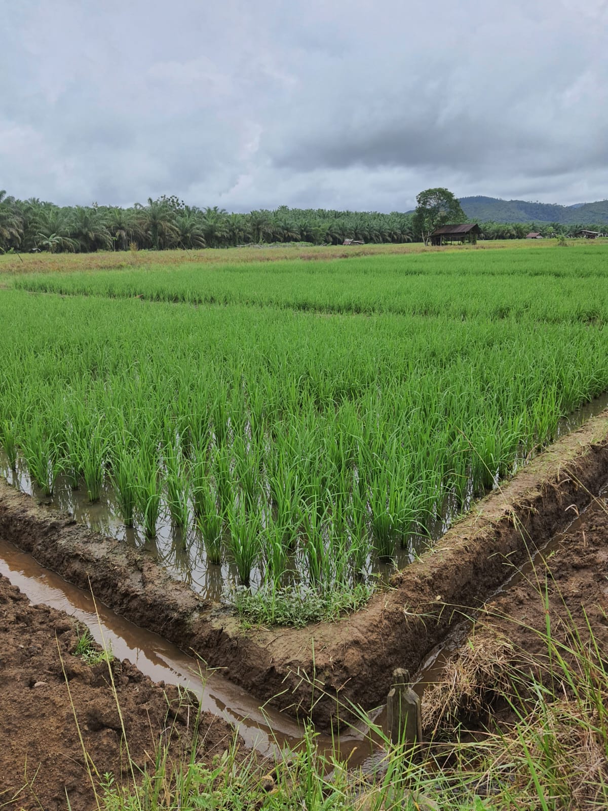 Dinas Tanaman Pangan dan Hortikultura Kabupaten Paser bersama Gapoktan Desa Sungai Tuak Mengadakan Studi Tiru di Sulawesi Selatan